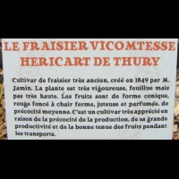Fraisier - Vicomtesse Hericat de Thury